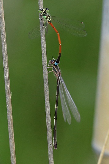 Ischnura aurora (Aurora Bluetail) tandem 1.jpg